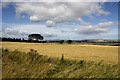 Cereal Crop at Barns of Craig, Angus