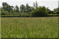 Grassland, Lower Feltham