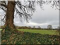 Tiverton : Playing Field