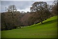 North Petherton : Grassy Field