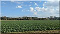 Arable field near Ashbrook House