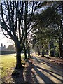 Tree-lined driveway to Insole Court