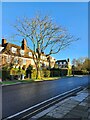 Winter tree in Meadway