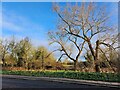 Winter trees in Hampstead Way