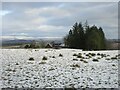 Lightly snowed field at Muirhead