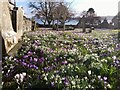 Crocuses galore