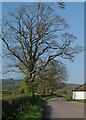 Trees by Whimple Road