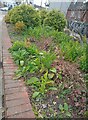 Flower bed on Woodlands Park Road, Harringay