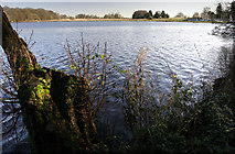 SJ4333 : Cole Mere by Andy Stephenson