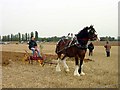 Ploughing Match at Sheldwich