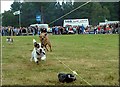 Terrier Races at Moy Games