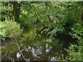 Pool near Wayford Bridge