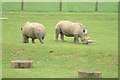 Rhinos at Marwell Zoo