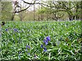 Wain Wood, Preston, Hertfordshire