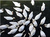 TQ0201 : Swans on the Arun River by Pam Brophy