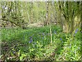 Bluebells in Squirrel Wood