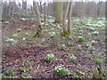 Woodland near Ice House