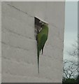 TQ1577 : Osterley Parakeet sniffing air-vent by pete traill