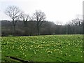 Daffodils, New Rock