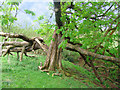 Old chestnut at Folly Farm