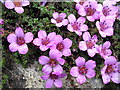 NN6138 : Purple Saxifrage in Ben Lawers NNR by Val Vannet