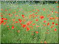 Poppies and cornflowers in Jubilee Park