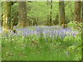 NY3406 : Bluebells in the woods by Stephen Dawson