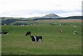 Pasture, Auchmuir.