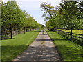 Avenue of trees