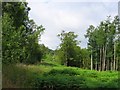 Cut line, Garshelloch Woods.