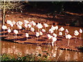 Flamingos at Paignton Zoo