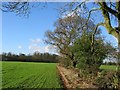 Oak lined hedgerows