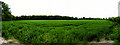 Wheat Farmland next to Smithy Cottage