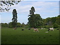 Cattle grazing on Linlathen farm