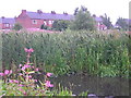 Rushes at the end of Pottery Street, Castleford