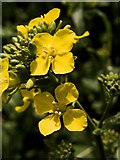 SK5455 : Blossom of Rapeseed plant by Peter Kochut