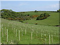 Tree planting in the Buddon valley