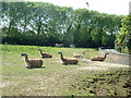 Llamas, Chester Zoo