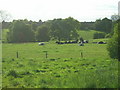 Field at Henshaw, Yeadon