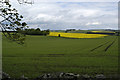 Crops near Methlick