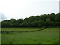 Woods near Wick