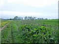 Ditch near Great Norwood