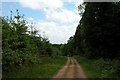 Forestry track through  Lodge inclosure, Alice Holt forest