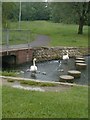 Cygnets at Linear Park