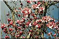 Magnolia Campbellii at Overbecks Garden