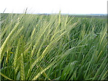 TL2833 : Barley field near Wallington by Paul Dixon