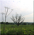 Field and tree, Beredens Lane, Great Warley, Essex