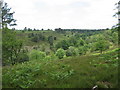 Part of Hindhead Common to the south of the A3