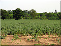 Crops near Gravelly Bridge