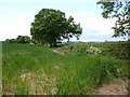 Jurassic Way near East Farndon